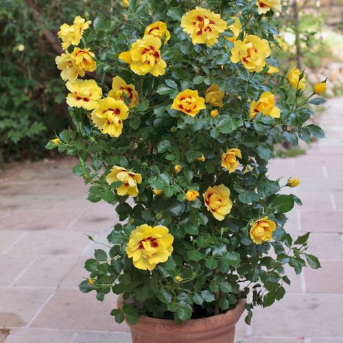 Žlutá - bordova - Stromková růže s klasickými květy - stromková růže s převislou korunou